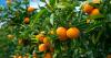 Florida's citrus industry could see a decrease this season