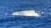 Boater rescued after vessel capsizes west of Guam