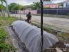 Antigua Tests Simple Net System That Keeps Bugs Out and Food Chemical-Free