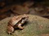 Colombia’s Cowboy Frog Has a Croak Like No Other