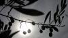 Austrian farmers expand olive groves thanks to milder winters