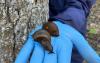 Estonia's recent snowy weather may also be boon to invasive slugs