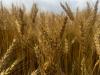 South Dakota wheat harvest off to strong start; corn needs timely rain