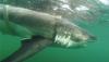 12-foot great white shark pings four miles off Alabama coast after being tagged in Nova Scotia