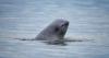 Saving and studying the Cook Inlet Beluga whales | Hometown, Alaska