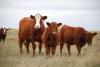 Lower Domestic Slaughter Threatens Global Beef Market Share