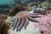 Scientists uncover causative agent of deadly sea star wasting disease