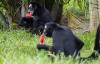 Animals at the Rio de Janeiro Zoo Receive Ice Cream on a Record-Breaking Hot Day