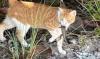 Six-day reprieve for feral cats at new DoA pound