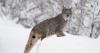 Wildlife encounter: A lynx with hungry kittens on the Anchorage Hillside