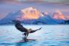 Wild beauty: Cruise into Norway’s incredible nature, from sea life to the Northern Lights