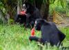 Rio de Janeiro's zoo animals treated to popsicles as city faces scorching summer weather