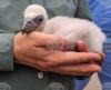 Bulgaria Records Highest Number of Griffon Vultures in Decades