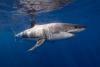 1,000-pound great white shark recorded just off Alabama coast