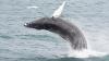 Humpback that wowed Cape Cod whale watchers found dead in Delaware