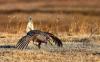 Mining for metals in Wisconsin, Sharp-tailed grouse conservation, News about Roundup