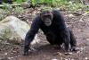 Tanzania's Mahale Mountains: The Best Place in the World to See Wild Chimpanzees