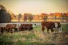 Brazil Surpasses U.S. as Top Global Beef Producer