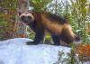 Colorado is working on a plan to reintroduce wolverines next. Here’s what it would look like.