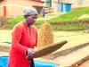 How Agriculture Insurance Is Transforming Farmers’ Climate Resilience in Rwanda