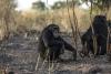 In remote Senegal, chimp researchers escape gold mines' perils