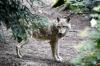 Wolf Spotted Roaming Streets in Athens Suburb- Locals on Alert