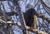 Why Bald Eagles Love the Colorado River in January