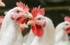 APHIS confirms avian influenza in Delaware broilers