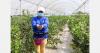 Ecuador can grow blueberries year-round in its highlands