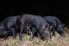 Texas A&M AgriLife publication focuses on urban, suburban feral hog management