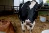 Small farmers, agriculture groups at odds over bill to allow raw milk sales