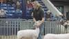 PA Farm Show sparks youth interest in agriculture, aims to cultivate future leaders