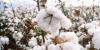 Texas A&M AgriLife to host Southwest Cotton Physiology Conference in February