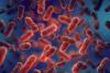 Scientists Discover Natural Protein That Traps and Kills Harmful Bacteria