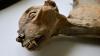 Scientists Discover 7 Rare Mummified Cheetahs in Arabian Desert