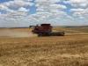 What Impact Will Argentina's Wheat Crop Have On Global Supplies?