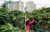 General : Urban Farming, Community Gardens Enhance Food Security In Selangor
