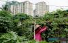 Urban Farming, Community Gardens Enhance Food Security In Selangor