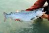 Canada is losing track of salmon health as climate and industrial threats mount