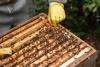 Cyprus chamber of commerce to coordinate €2.8 million apiary network