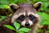 Science The Conversation Raccoons break into liquor stores, scale skyscrapers and pick locks – studying their clever brains can clarify human intelligence, too