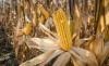 Mostly Dry January Could Hit Argentina’s Corn Output, Meteorologist Says