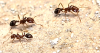 Second Discovery Of Fire Ants In Bermuda