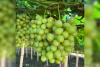Chilean table grape season kicks off with 64-million-box forecast as focus shifts to US-Peru supply balance