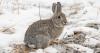 Public invited to free class about how Idaho's wildlife survive winter