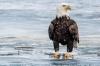 You’ll Never Guess How Many Bald Eagles Call Illinois Home (Lots)