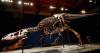 Scientists Uncover Secrets to Tyrannosaurus Rex’s Lifespan