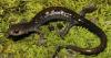 Environmental group sues federal wildlife agency to protect Appalachian salamander