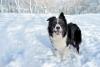Unbothered Border Collie Navigates Through Avalanche Like a Pro While Skiing With Mom in Andorra