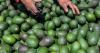 Ventura County's biggest avocado company is buying its top rival